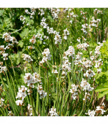 Libertia grandiflora 2L