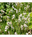 Libertia grandiflora 2L