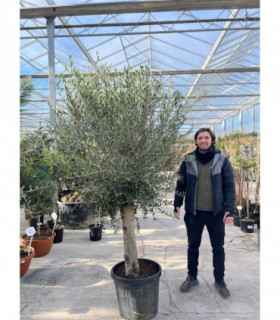Olive Tree 35L 1.7-1.8m (Multibuy Offers Available)