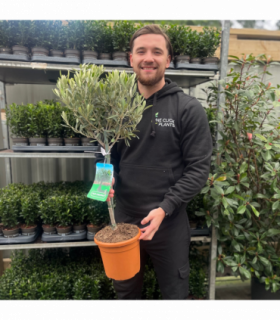 Olive Tree | Olea europea