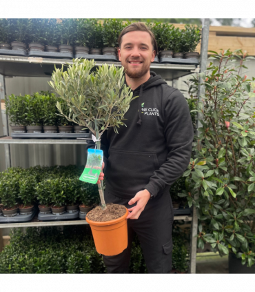 Olive Tree | Olea europea