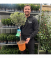 Olive Tree | Olea europea
