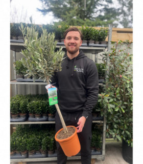 Olive Tree | Olea europea