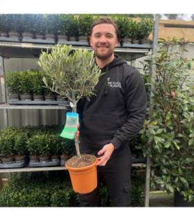 Olive Tree | Olea europea