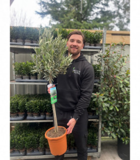 Olive Tree | Olea europea