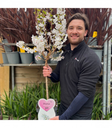 Ornamental Flowering Cherry Blossom Dwarf Tree -  Nipponica âBrilliant'