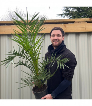 Phoenix Palm | Phoenix canariensis 'Canary Island Date Palm' 50-60cm / 70-80cm