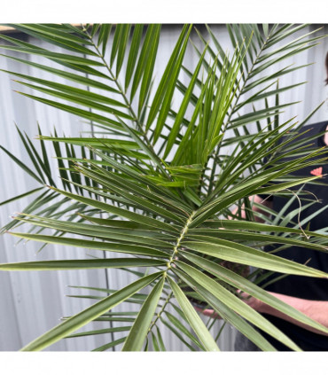 Phoenix Palm | Phoenix canariensis 'Canary Island Date Palm' 50-60cm / 70-80cm