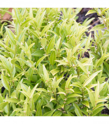 Sarcococca 'Dragon Gate' 2L