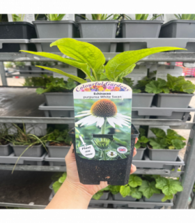 Echinacea purpurea 'White Swan' 9cm