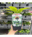 Echinacea purpurea 'White Swan' 9cm