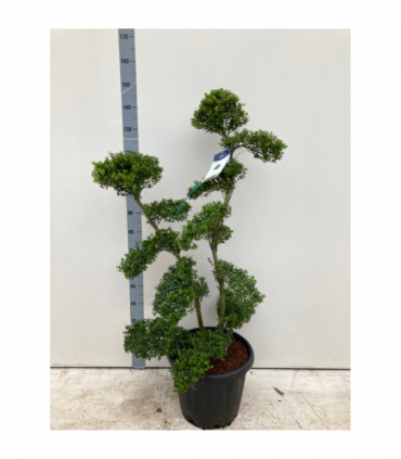 Established Ilex Crenata Bonsai Tree 30L (160cm)