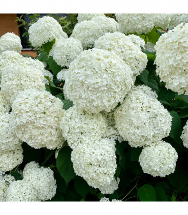 Hydrangea arborescens 'Incrediball' / 'Strong Annabelle' 3L / 5L / 10L