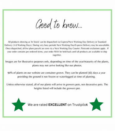 Hydrangea arborescens 'Incrediball' / 'Strong Annabelle' 3L / 5L / 10L