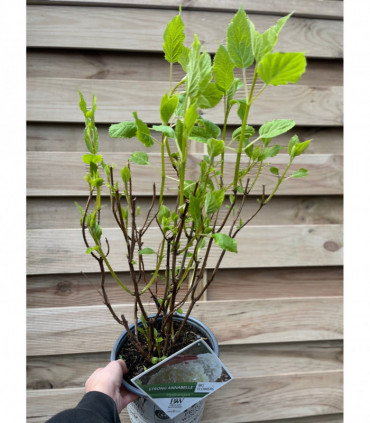 Hydrangea arborescens 'Incrediball' / 'Strong Annabelle' 3L / 5L / 10L