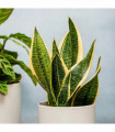 Sansevieria Futura Superba | Mother In Laws Tongue (Snake Plant) 35-40cm
