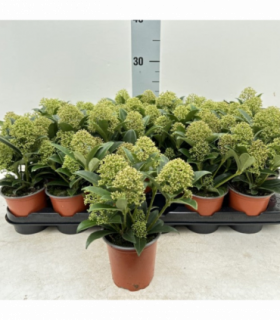 Skimmia japonica 'Marlot' 9cm