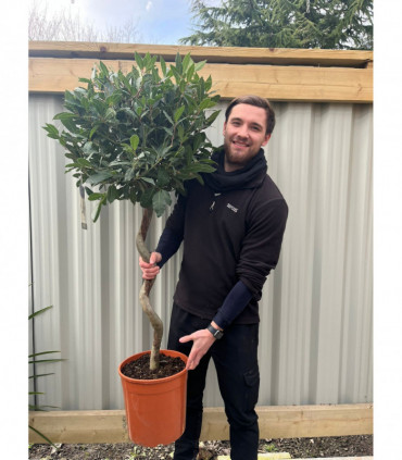 4ft / 5ft Spiral Stem Standard Bay Tree | Laurus nobilis | 110-120cm, 140-150cm.