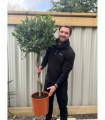 4ft / 5ft Spiral Stem Standard Bay Tree | Laurus nobilis | 110-120cm, 140-150cm.
