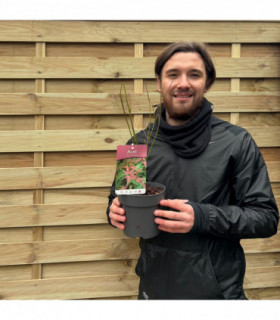 Acer palmatum 'Atropurpureum'