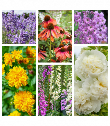 Cottage Garden Perennial Mix (3/6/10 Plants)