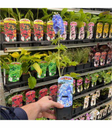 Cottage Garden Perennial Mix (3/6/10 Plants)