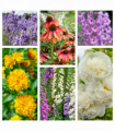 Cottage Garden Perennial Mix (3/6/10 Plants)