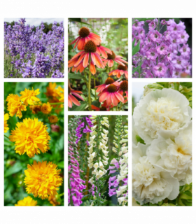 Cottage Garden Perennial Mix (3/6/10 Plants)