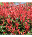 Photinia fraseri 'Robusta Compacta' 5L (70-80cm)