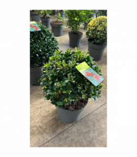 Ilex merserveae 'Blue Maid' Ball 10L (35-40cm diameter)
