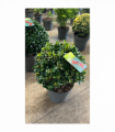 Ilex merserveae 'Blue Maid' Ball 10L (35-40cm diameter)