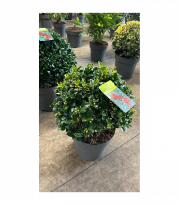 Ilex merserveae 'Blue Maid' Ball 10L (35-40cm diameter)