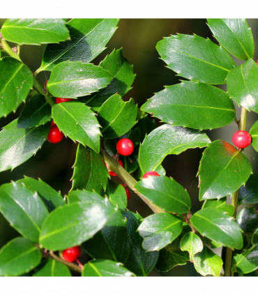 Ilex merserveae 'Blue Maid' Ball 10L (35-40cm diameter)