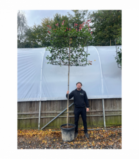 Photinia 'Red Robin' Pleached Tree - 1.8m Stem, 1.2m x 1m (Metal Frame)