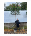 Photinia 'Red Robin' Pleached Tree - 1.8m Stem, 1.2m x 1m (Metal Frame)