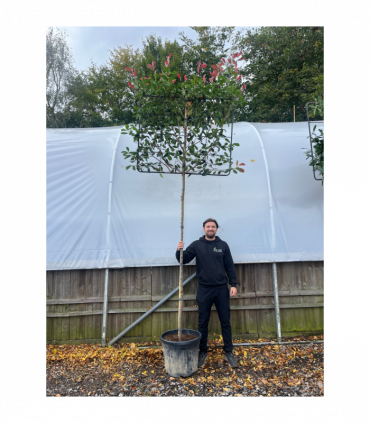 Photinia 'Red Robin' Pleached Tree - 1.8m Stem, 1.2m x 1m (Metal Frame)