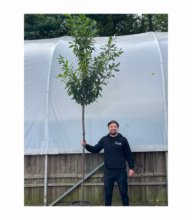 Standard Cherry Laurel Tree 3m (stem 1.8m + head)