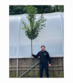 Standard Cherry Laurel Tree 3m (stem 1.8m + head)