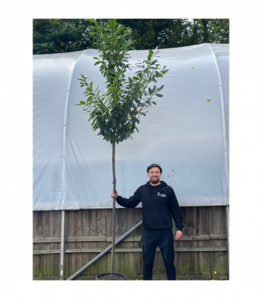 Standard Cherry Laurel Tree 3m (stem 1.8m + head)