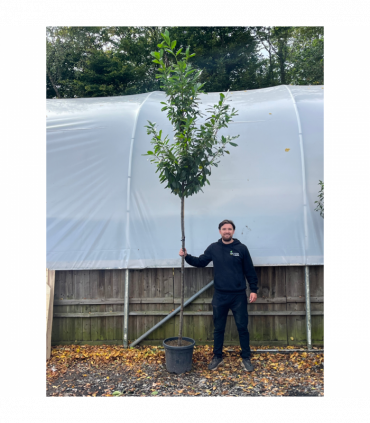 Standard Cherry Laurel Tree 3m (stem 1.8m + head)