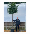Cherry Laurel 'Novita' Pleached Tree - 1.8m Stem, 1.2m x 1m (Metal Frame)