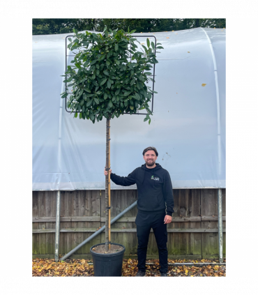 Cherry Laurel 'Novita' Pleached Tree - 1.8m Stem, 1.2m x 1m (Metal Frame)