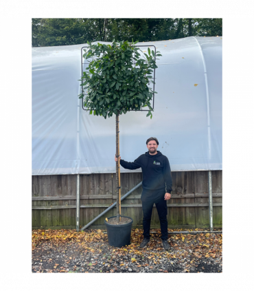 Cherry Laurel 'Novita' Pleached Tree - 1.8m Stem, 1.2m x 1m (Metal Frame)