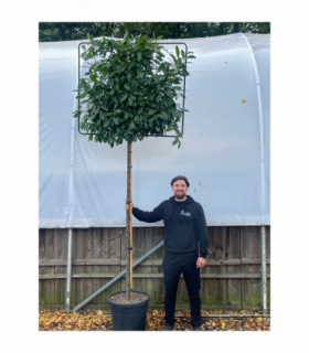 Cherry Laurel 'Novita' Pleached Tree - 1.5m Stem, 1.2m x 1m (Metal Frame)