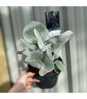 Senecio 'Angel Wings' Evergreen 1.5L/2L/5L