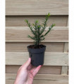 Yew Hedging - Taxus Baccata 9cm/3L