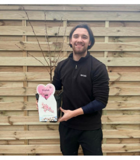 Ornamental Flowering Cherry Blossom Tree Dwarf - Nipponica 'Ruby'