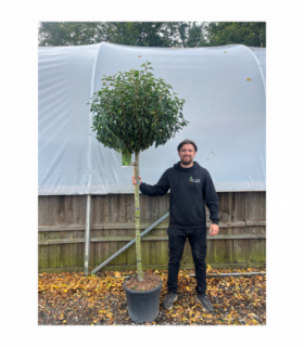 1/2 Standard Portuguese Laurel Tree 2m (stem 1.3m + head)