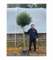 1/2 Standard Portuguese Laurel Tree 2m (stem 1.3m + head)