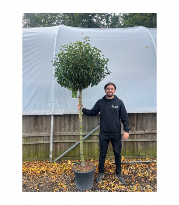 1/2 Standard Portuguese Laurel Tree 2m (stem 1.3m + head)